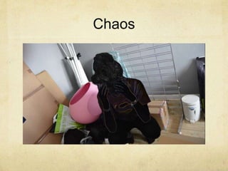 Chaos
 