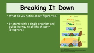 Breaking It Down
• What do you notice about figure two?
• It starts with a single organism and
builds its way to all life on earth
(biosphere).
Fig 2: Breakdown
Source: https://socratic.org/questions/what-is-the-difference-between-organism-
population- community-ecosystem-and-biosp
 