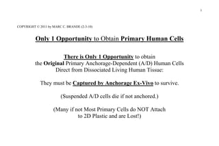 COPYRIGHT © 2011 by MARC C. BRANDE (2-3-10)<br />Only 1 Opportunity to Obtain Primary Human Cells<br />There is Only 1 Opportunity to obtain <br />the Original Primary Anchorage-Dependent (A/D) Human Cells <br />Direct from Dissociated Living Human Tissue:<br />They must be Captured by Anchorage Ex-Vivo to survive.<br />(Suspended A/D cells die if not anchored.)<br />(Many if not Most Primary Cells do NOT Attach <br />to 2D Plastic and are Lost!)<br />COPYRIGHT © 2011 by MARC C. BRANDE (2-3-10)<br />ONLY Original Primary A/D Human Cells <br />contain<br />The Original Intact & Uncorrupted Human In-Vivo Phenotype!<br />This is the ONLY Opportunity to have Ex-Vivo Access to<br />The Original Intact & Uncorrupted Human In-Vivo Phenotype!<br />COPYRIGHT © 2011 by MARC C. BRANDE (2-3-10)<br />An Unmet Critical Need for Human Cell Biology:<br />To Capture then Sustain Without Corruption <br />at High Viability As Long As Possible<br />The Original Primary A/D Human Cells <br />Direct from Human Tissue!:<br />The Ideal Primary Human Cell Platform<br />
