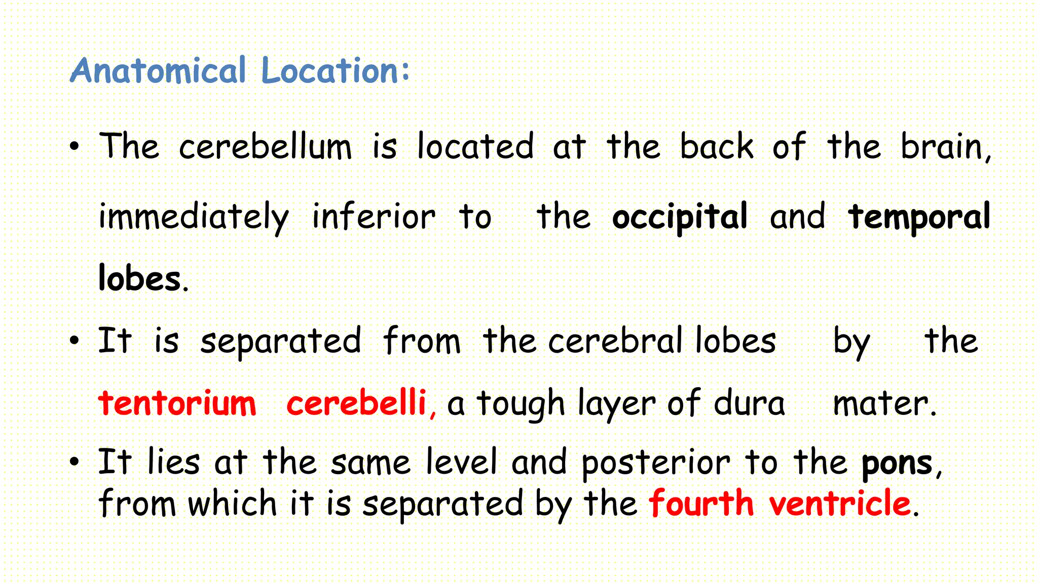 Anatomical Location:
• The cerebellum is located at the back of the brain,
immediately inferior to the occipital and temporal
lobes.
• It is separated from the cerebral lobes by the
tentorium cerebelli, a tough layer of dura mater.
• It lies at the same level and posterior to the pons,
from which it is separated by the fourth ventricle.
 