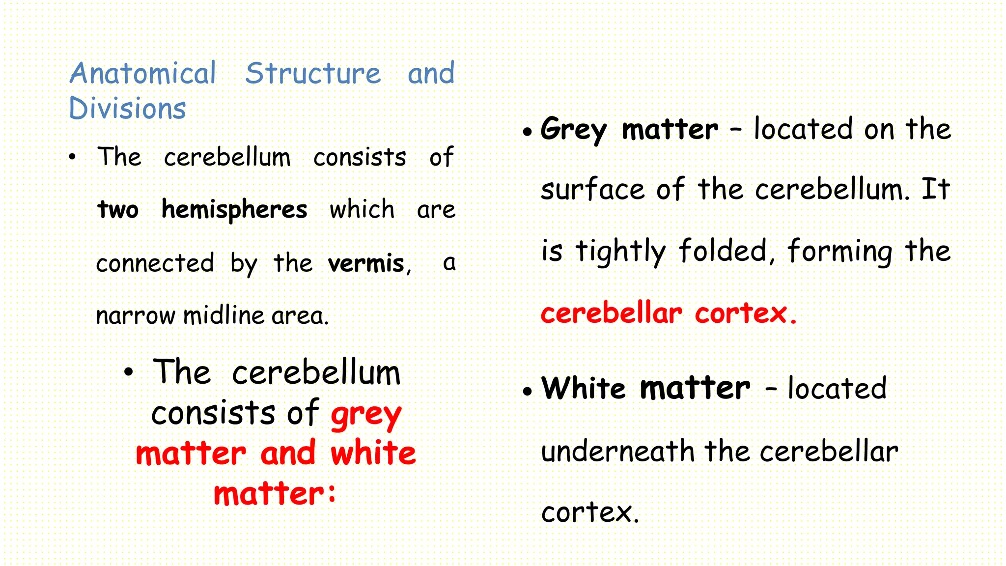 Anatomical Structure and
Divisions
• The cerebellum consists of
two hemispheres which are
a
connected by the vermis,
narrow midline area.
• The cerebellum
consists of grey
matter and white
matter:
 Grey matter – located on the
surface of the cerebellum. It
is tightly folded, forming the
cerebellar cortex.
 White matter – located
underneath the cerebellar
cortex.
 