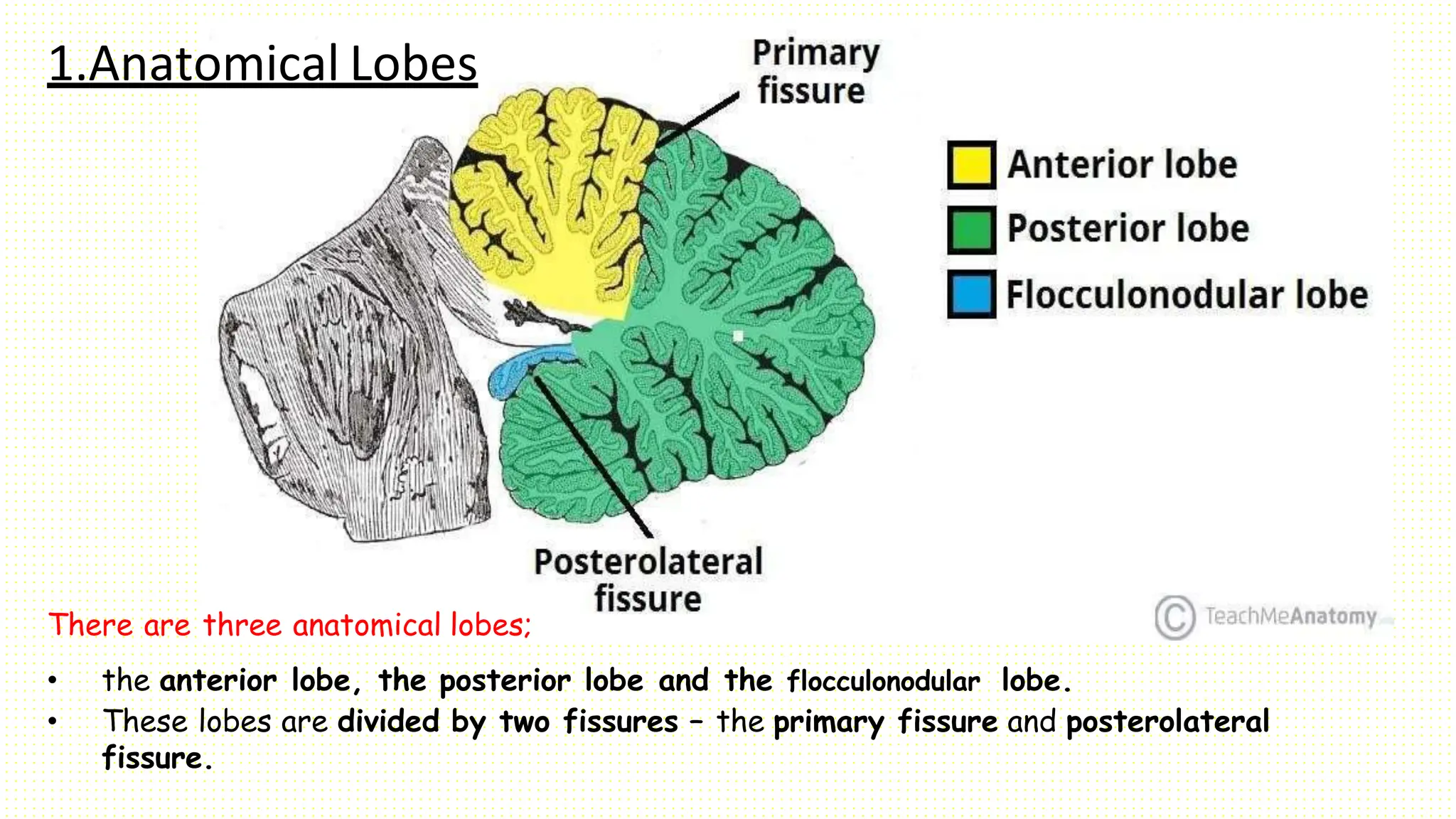 1.Anatomical Lobes
There are three anatomical lobes;
• the anterior lobe, the posterior lobe and the flocculonodular lobe.
• These lobes are divided by two fissures – the primary fissure and posterolateral
fissure.
 