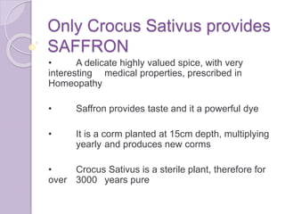 Only Crocus Sativus provides
SAFFRON
• A delicate highly valued spice, with very
interesting medical properties, prescribed in
Homeopathy
• Saffron provides taste and it a powerful dye
• It is a corm planted at 15cm depth, multiplying
yearly and produces new corms
• Crocus Sativus is a sterile plant, therefore for
over 3000 years pure
 