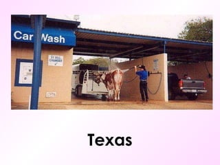 Texas 