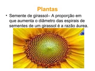Plantas
• Semente de girassol– A proporção em
que aumenta o diâmetro das espirais de
sementes de um girassol é a razão áurea.
 