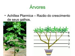 Árvores
• Achillea Ptarmica – Razão do crescimento
de seus galhos.
 