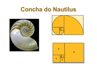 Concha do Nautilus
 
