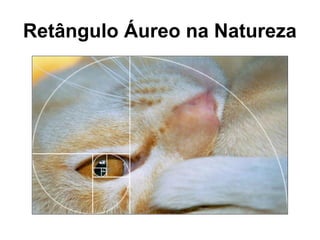 Retângulo Áureo na Natureza
 
