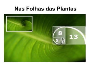 Nas Folhas das Plantas
 
