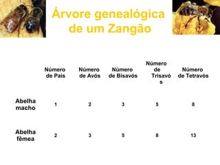 Árvore genealógica
de um Zangão
Número
de Pais
Número
de Avós
Número
de Bisavós
Número
de
Trisavó
s
Número
de Tetravós
Abelha
macho
1 2 3 5 8
Abelha
fêmea
2 3 5 8 13
 
