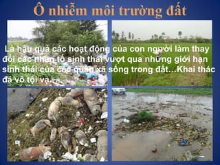 Là hậu quả các hoạt động của con người làm thay
đổi các nhân tố sinh thái vượt qua những giới hạn
sinh thái của các quần x...