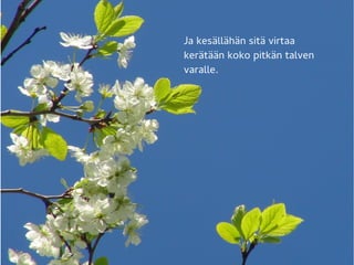 Ja kesällähän sitä virtaa
kerätään koko pitkän talven
varalle.
 