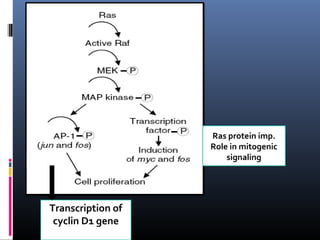 Transcription of
cyclin D1 gene
Ras protein imp.
Role in mitogenic
signaling
 
