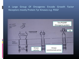 A  Large  Group  Of  Oncogenes  Encode  Growth  Factor 
Receptors mostly Protein Tyr Kinases e.g. PDGF
Tel
Tel /PGDRF
Oncogene protein
Kinase
activity
Kinase
constitutively active
 