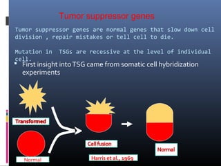 Tumor suppressor genes are normal genes that slow down cell
division , repair mistakes or tell cell to die.
Mutation in TSGs are recessive at the level of individual
cell.
 First insight intoTSG came from somatic cell hybridization
experiments
Normal Harris et al., 1969
Tumor suppressor genes
 