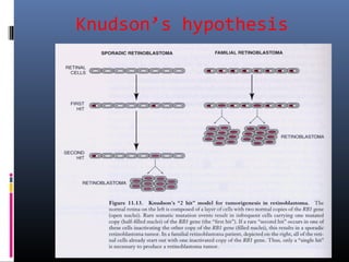Knudson’s hypothesis
 