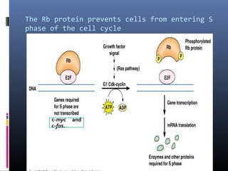 The Rb protein prevents cells from entering S
phase of the cell cycle
c-myc and
c-fos.
 