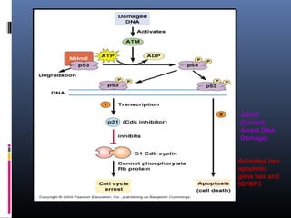 GADD
(Growth
Arrest DNA
Damage)
Activates two
apoptotic
gene bax and
IGFBP3
 