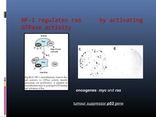 NF-1 regulates ras by activating
GTPase activity
oncogenes: myc and ras
tumour suppressor p53 gene
 