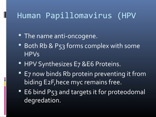 Human Papillomavirus (HPV
 The name anti-oncogene.
 Both Rb & P53 forms complex with some
HPVs
 HPV Synthesizes E7 &E6 Proteins.
 E7 now binds Rb protein preventing it from
biding E2F,hece myc remains free.
 E6 bind P53 and targets it for proteodomal
degredation.
 