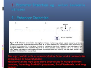 1. Promoter Insertion eg. avian leukemia
viruses
2. Enhancer Insertion
The myc protein acts as a transcription factor and it controls the
expression of several genes.
Mutations in the myc gene have been found in many different
cancers, including Burkitt's lymphoma, B-cell leukemia, and lung
cancer.
 