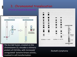 3. Chromosomal translocation
Chronic myeloid leukemia
The bcr/abl fusion, created on the 
chromosome 22, encodes a chimeric 
protein of 210 kDa, with increased/ 
unregulated  tyrosine kinase activity , 
involved in cell transformation.
: Burkett's lymphoma
 