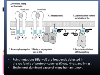 • Point mutations (Gly- val) are frequently detected in 
the ras family of proto-oncogenes (K-ras, H-ras, and N-ras). 
• Single most dominant cause of many human tumor.
 