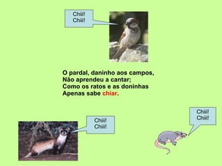 O pardal, daninho aos campos, Não aprendeu a cantar; Como os ratos e as doninhas Apenas sabe  chiar . Chiii! Chiii! Chiii! Chiii! Chiii! Chiii! 
