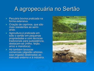 A agropecuária no Sertão Pecuária bovina praticada na forma extensiva. Criação de caprinos, que são mais resistentes ao semi-árido. Agricultura é praticada em todo o sertão em pequenas propriedades e com técnicas tradicionais para subsistência, destacam-se (milho, feijão, arroz e mandioca). Há também lavouras comerciais (algodão arbóreo, soja irrigada) destinadas ao mercado externo e à indústria. 