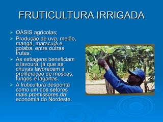 FRUTICULTURA IRRIGADA OÁSIS agrícolas; Produção de uva, melão, manga, maracujá e goiaba, entre outras frutas. As estiagens beneficiam a lavoura, já que as chuvas favorecem a proliferação de moscas, fungos e lagartas. A fruticultura desponta como um dos setores mais promissores da economia do Nordeste. 