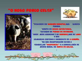 “O NOSO PORCO CELTA”
*DESCENDE DO XABARÍN EUROPEO,SUS SCROFA
FERRUS.
*GRUPO DE RAZAS AUTÓCTONAS.
*ESTABAN EN PERIGO DE EXT...