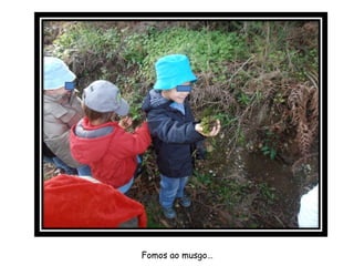 Fomos ao musgo…
 