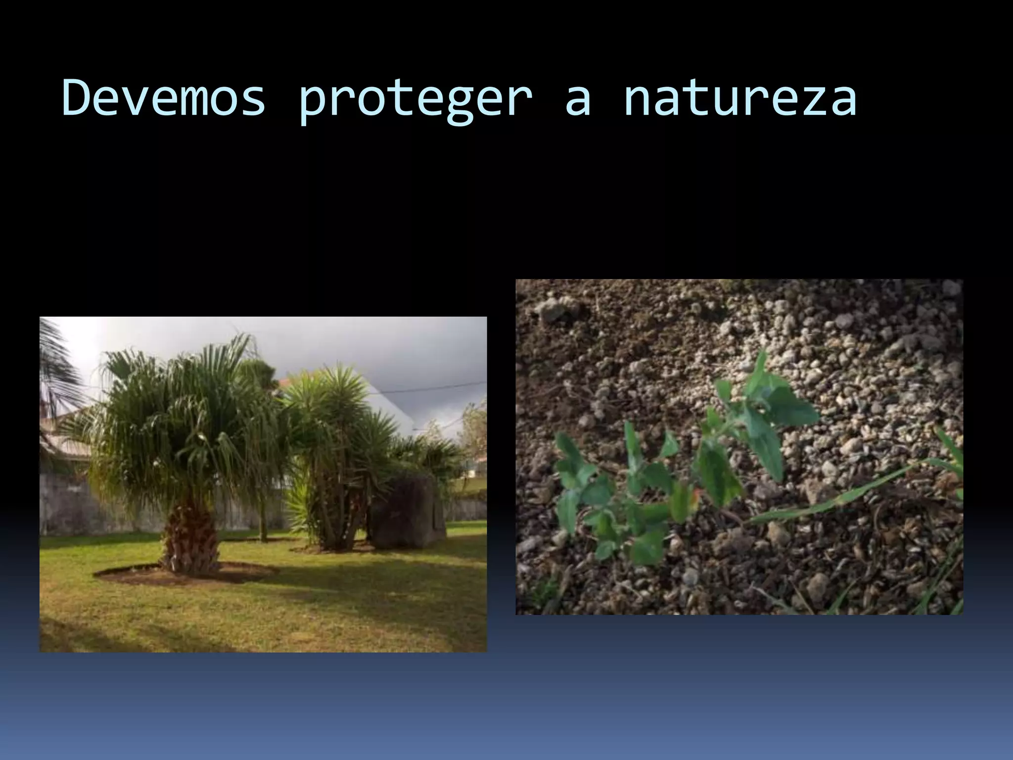 Devemos proteger a natureza