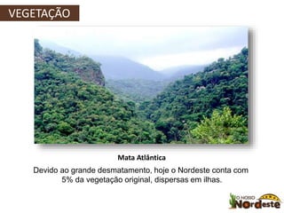 VVEGEEGTAEÇTÃAOÇÃO 
Mata Atlântica 
Devido ao grande desmatamento, hoje o Nordeste conta com 
5% da vegetação original, dispersas em ilhas. 
 