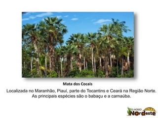 Mata dos Cocais 
Localizada no Maranhão, Piauí, parte do Tocantins e Ceará na Região Norte. 
As principais espécies são o babaçu e a carnaúba. 
 