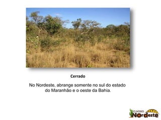 Cerrado 
No Nordeste, abrange somente no sul do estado 
do Maranhão e o oeste da Bahia. 
 