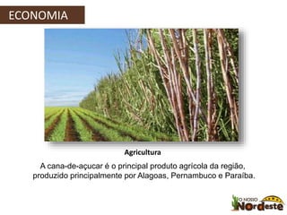 ECONOMIA 
Agricultura 
A cana-de-açucar é o principal produto agrícola da região, 
produzido principalmente por Alagoas, Pernambuco e Paraíba. 
 