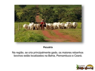 Pecuária 
Na região, se cria principalmente gado, os maiores rebanhos 
bovinos estão localizados na Bahia, Pernambuco e Ceará. 
 