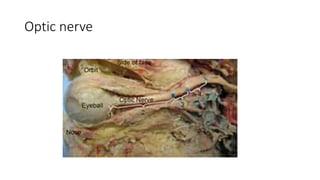 Optic nerve
 