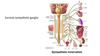 Cervical sympathetic ganglia
 