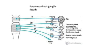 Parasympathetic ganglia
(head)
 