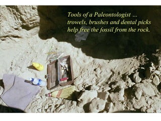 Tools of a Paleontologist … trowels, brushes and dental picks help free the fossil from the rock. 