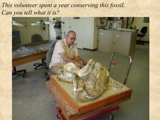 This volunteer spent a year conserving this fossil.  Can you tell what it is? 