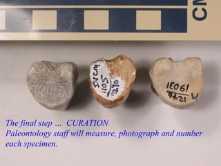 The final step …  CURATION Paleontology staff will measure, photograph and number each specimen. 