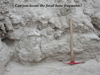 Can you locate the fossil bone fragments? 