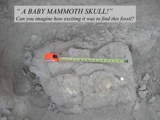 “  A BABY MAMMOTH SKULL!” Can you imagine how exciting it was to find this fossil? 