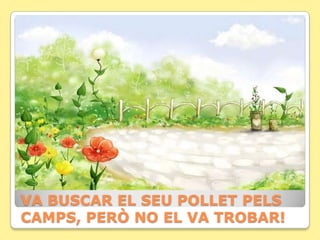 VA BUSCAR EL SEU POLLET PELS
CAMPS, PERÒ NO EL VA TROBAR!
 