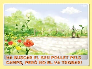 VA BUSCAR EL SEU POLLET PELS
CAMPS, PERÒ NO EL VA TROBAR!
 