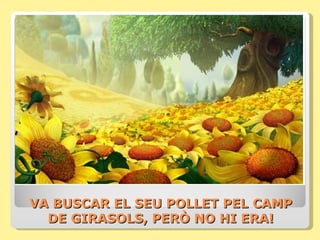VA BUSCAR EL SEU POLLET PEL CAMP
  DE GIRASOLS, PERÒ NO HI ERA!
 