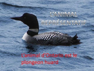 L’ANIMAL

L’animal d’Ontario est le
plongeon huard.

 